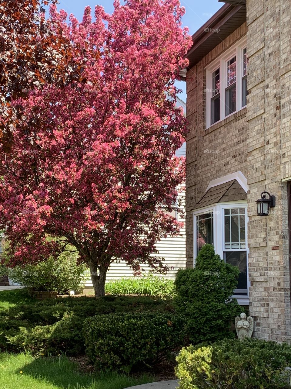 Blooming tree by house