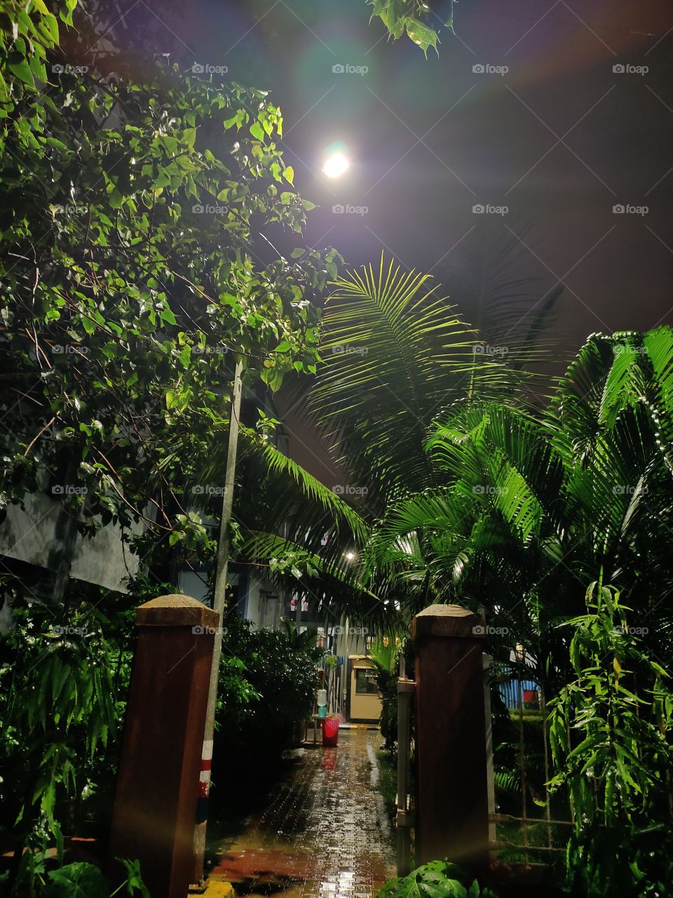 Amazing Beauty of Flora
Pleasent Weather ⛈️🌨️🌨️
Night 🌌 Scene
Natural Beauty