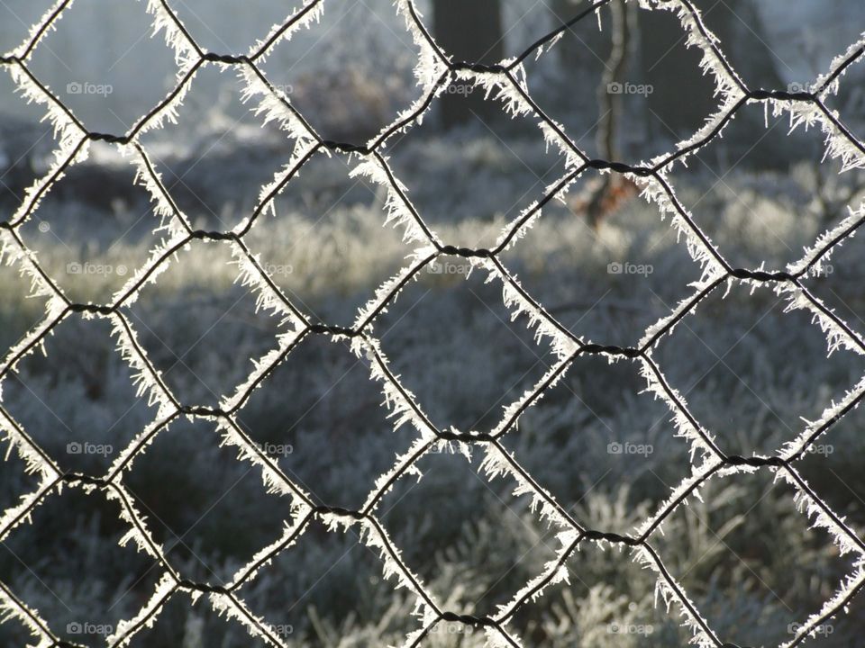 Frosty Fence