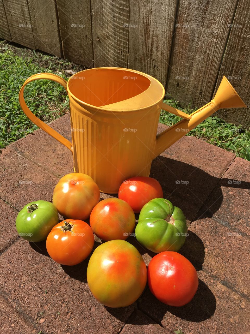 Fall season Tomatoes vine