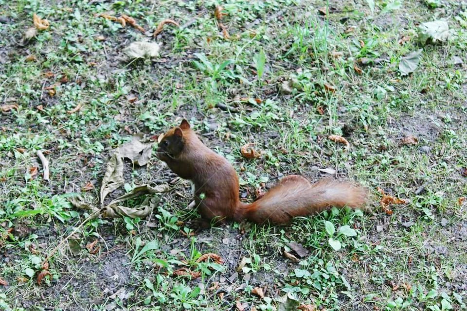 A VERY LISTED SQUIRREL.