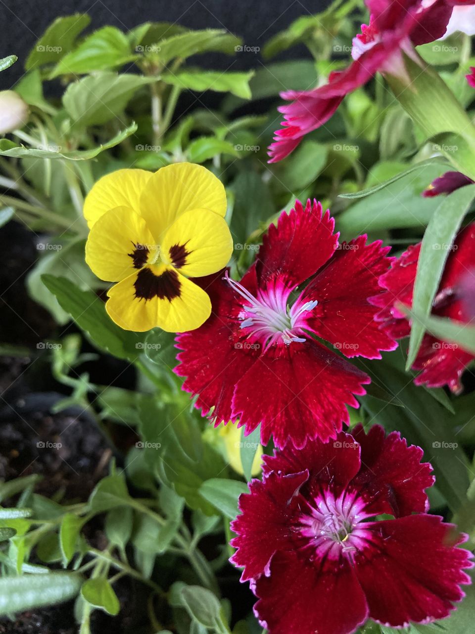 🌹 🇺🇸 Very beautiful flowers to brighten our day.  Live nature and its beauty. Did you like the delicate petals? / 🇧🇷 Flores muito bonitas para alegrar nosso dia. Viva a natureza e sua beleza. Gostaram das pétalas delicadas? 