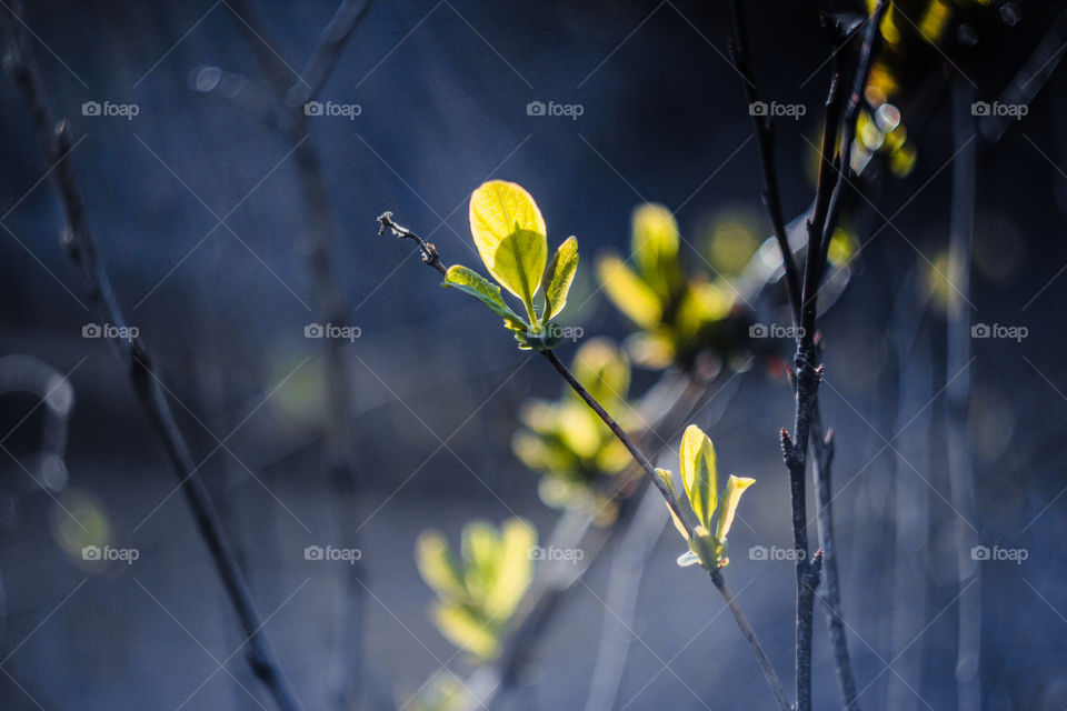 first spring leaves