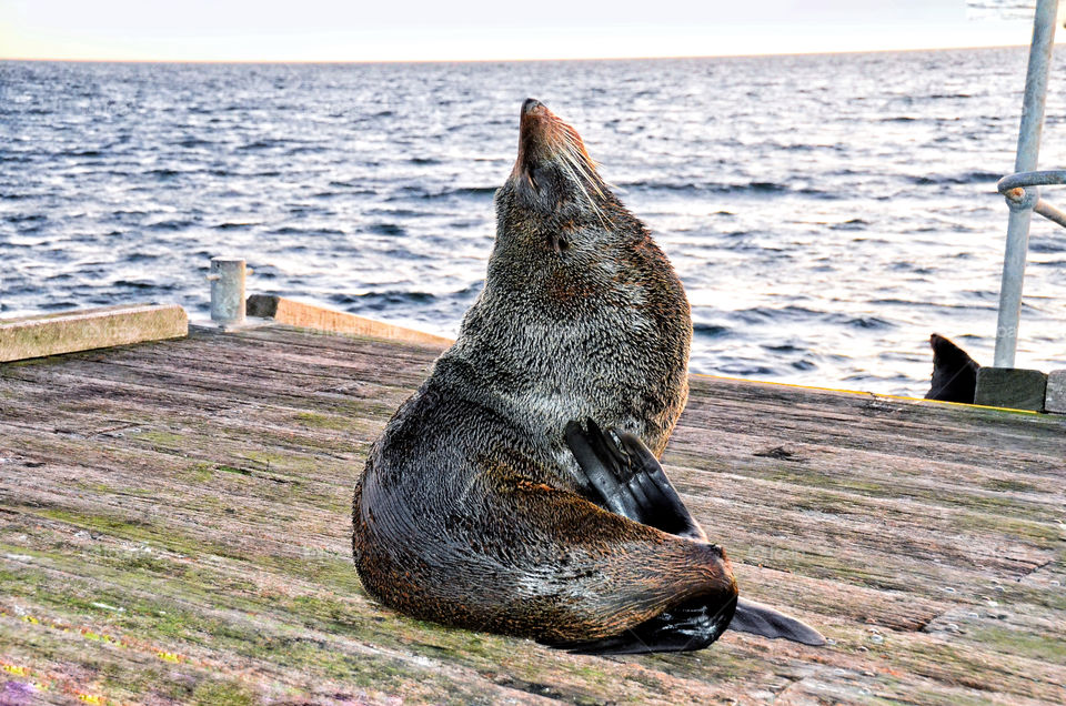Fur seal basking in the sun by the sea