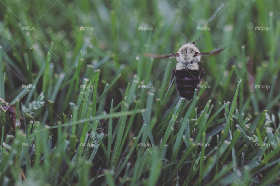 Close-up of a bee flying