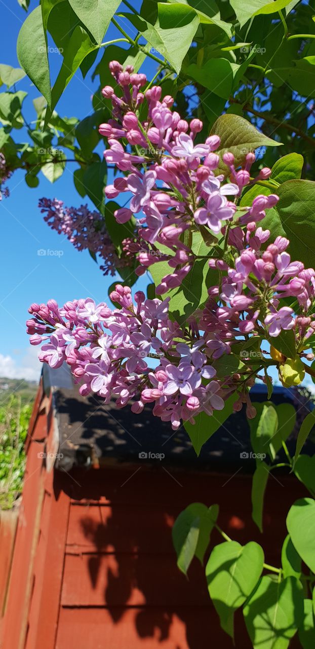 Beautiful flowers