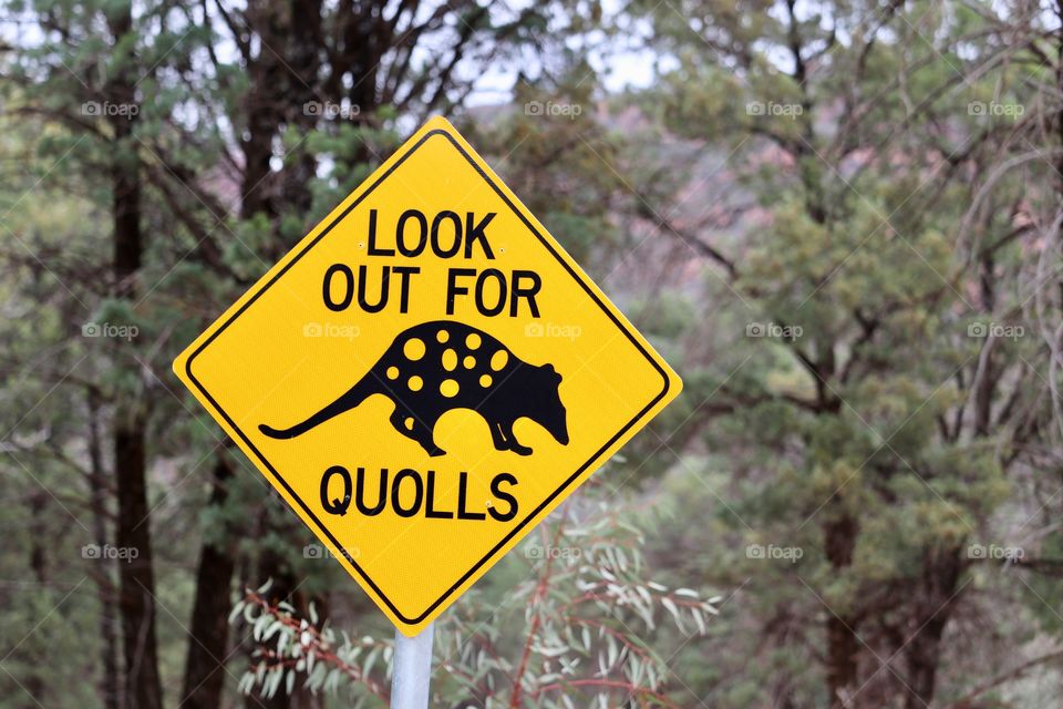 Look out for quolls sign yellow in South Australia 