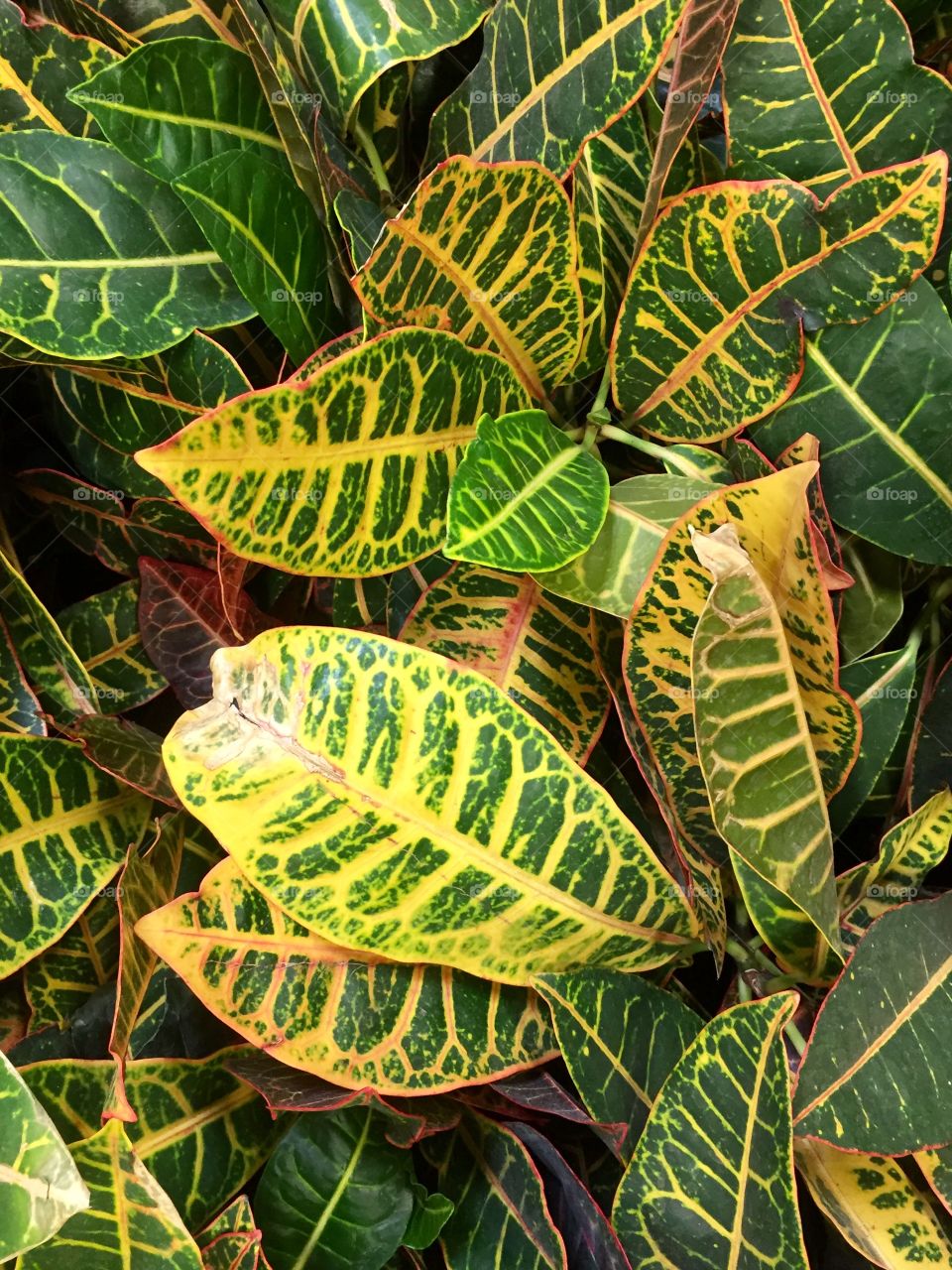 Leaves 