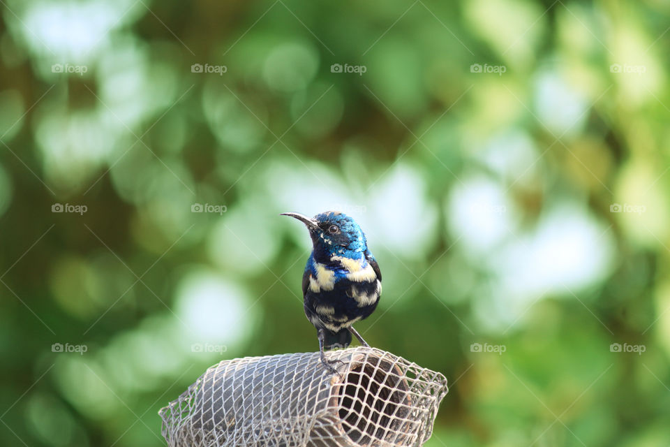 Purple Sunbird with greenery in the background