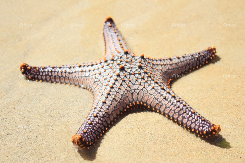 starfish,