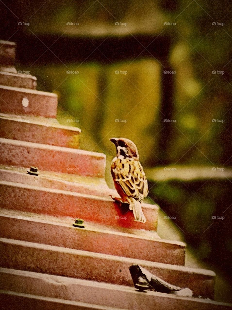 A sparrow on a roof