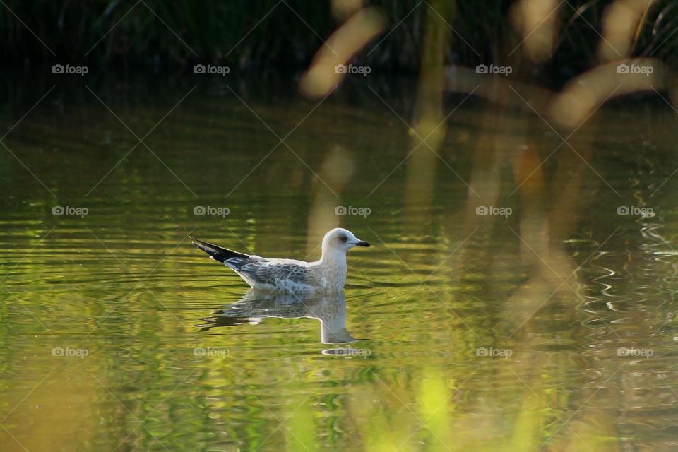 Seagull