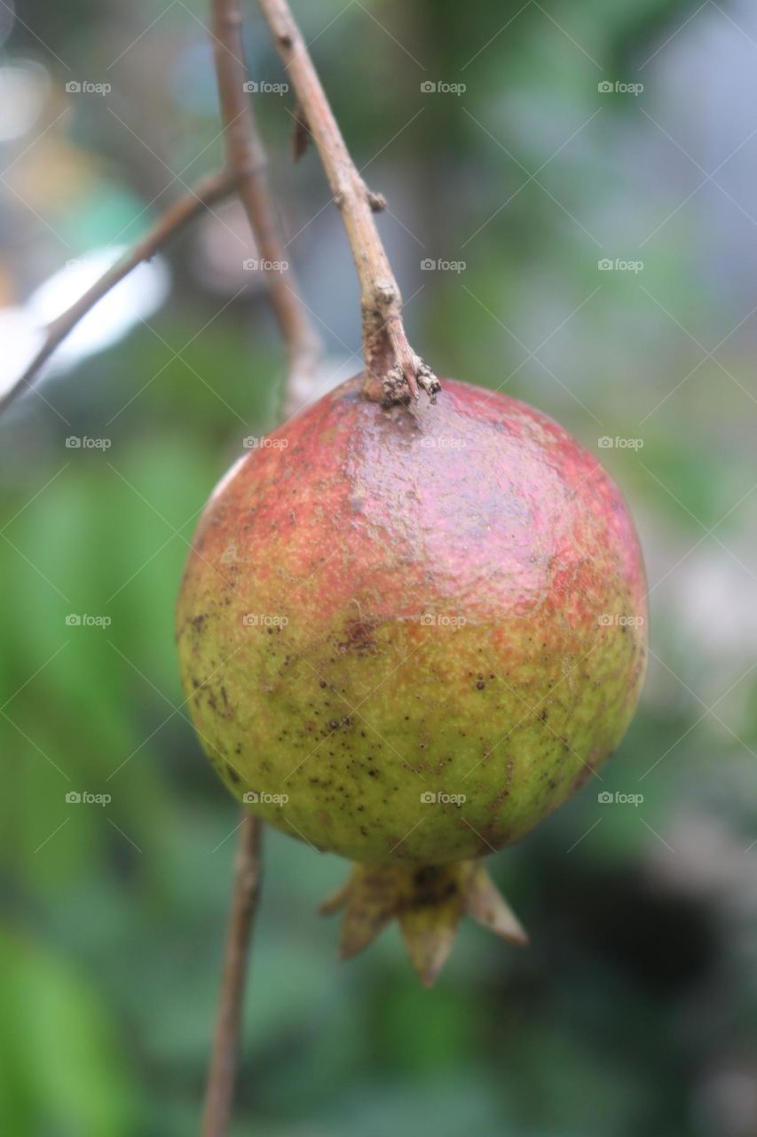 Pomegranate Fruit