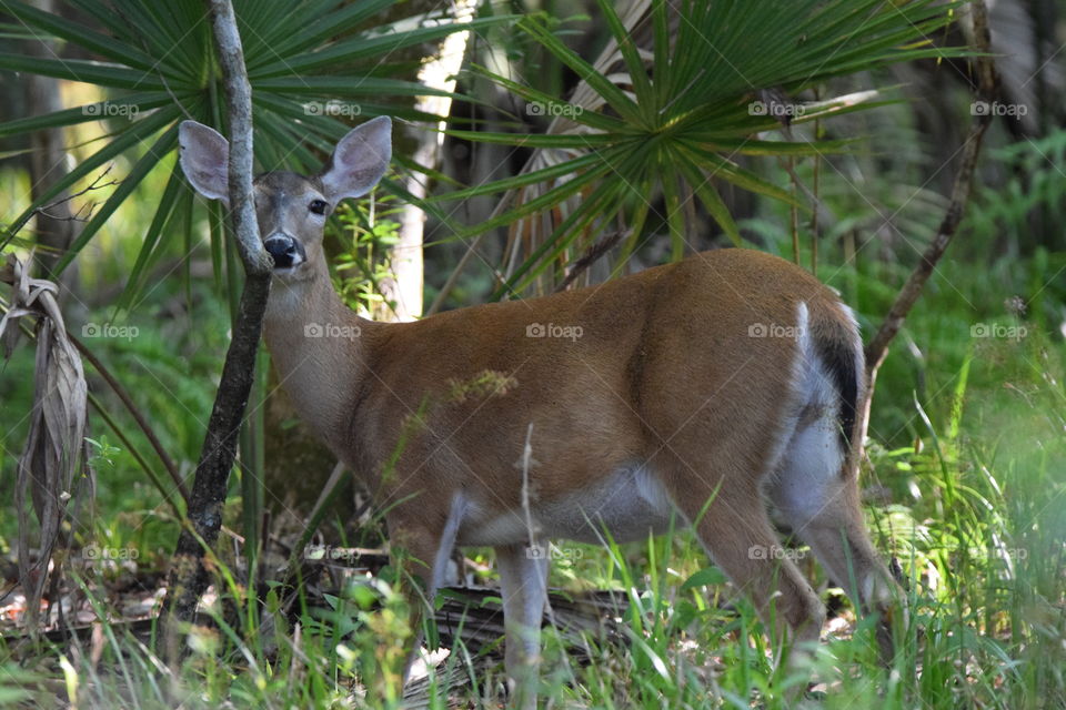 A deer in the woods,  maybe trying to hide behind the branch