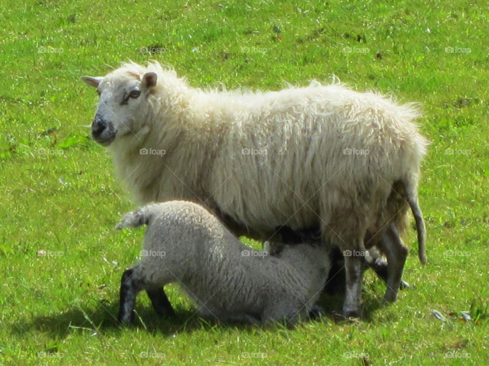 Sheep feeding lambs