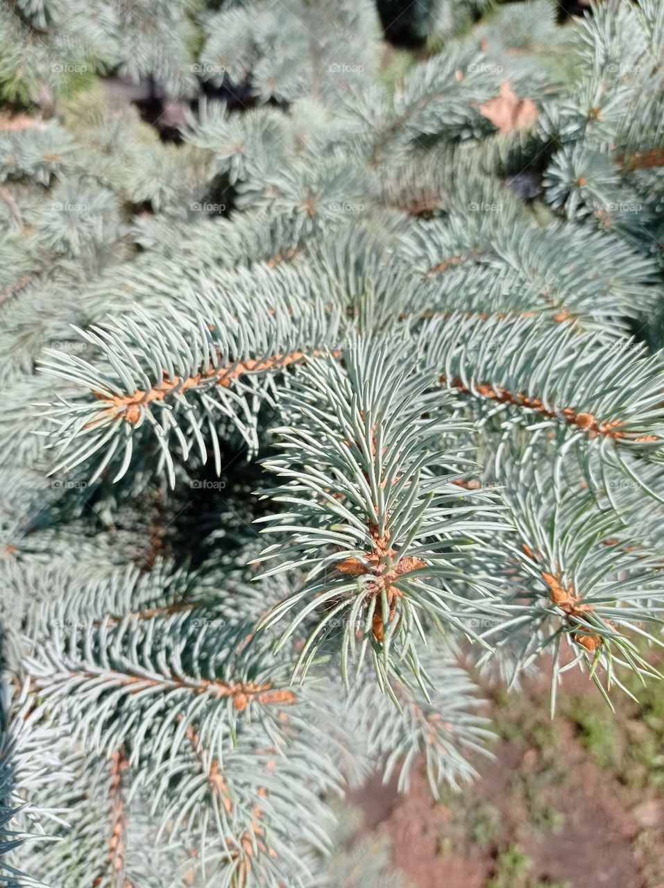 pine tree