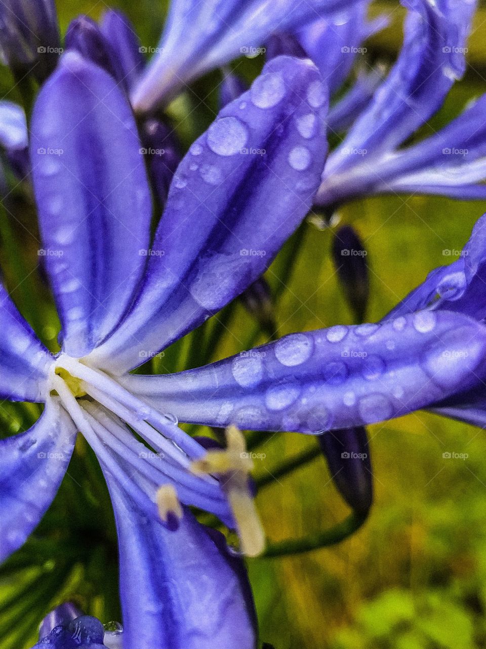 Agapanthus