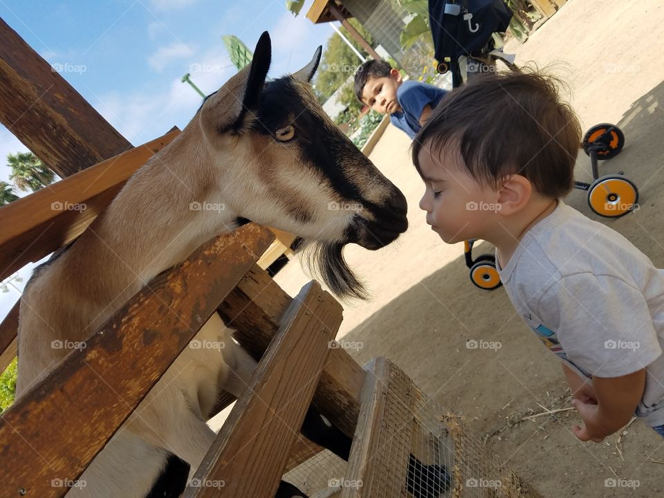 Goat looking at the little boy