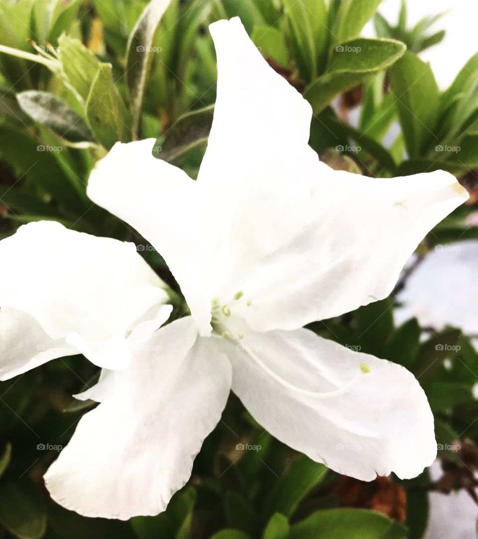 WHITE - 🌼#Flores do nosso #jardim, para alegrar e embelezar nosso dia!
#Jardinagem é nosso #hobby.
🌹
#flor #flowers #fower #pétalas #garden #natureza #nature #flora