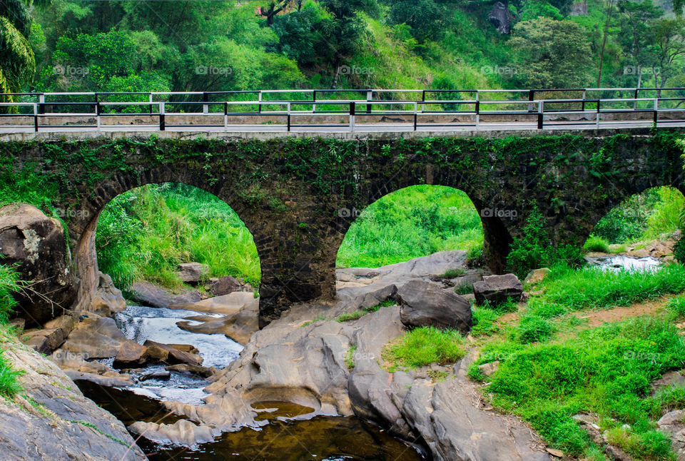 bridge of life