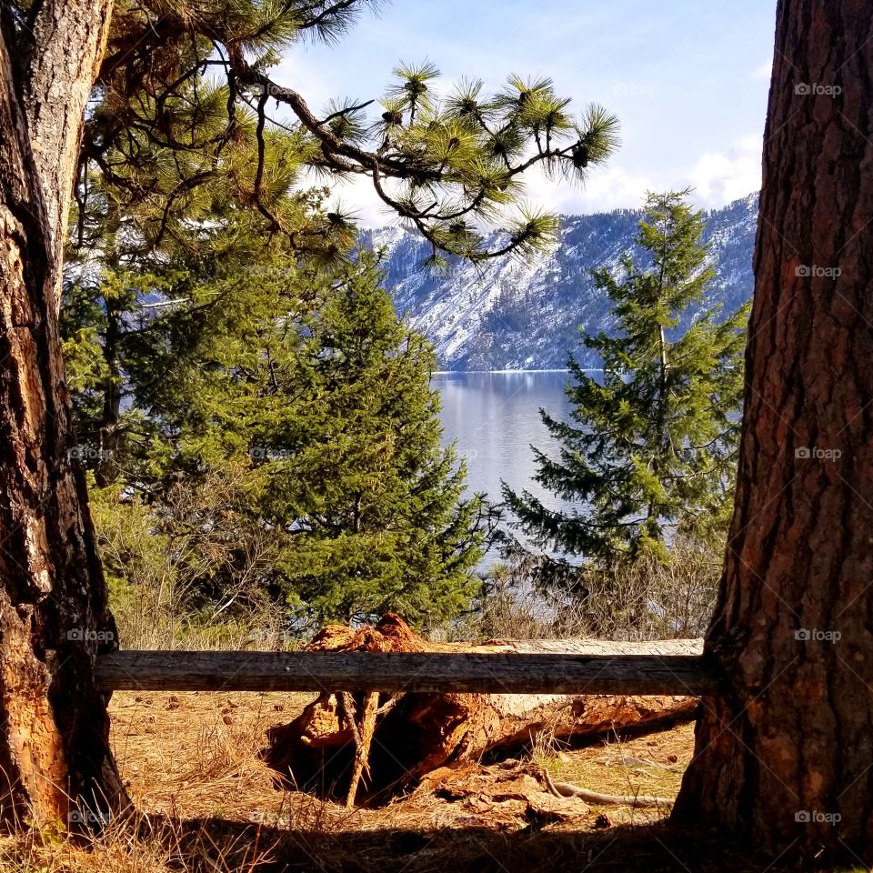 wood bench between two tree trunks with view of lake