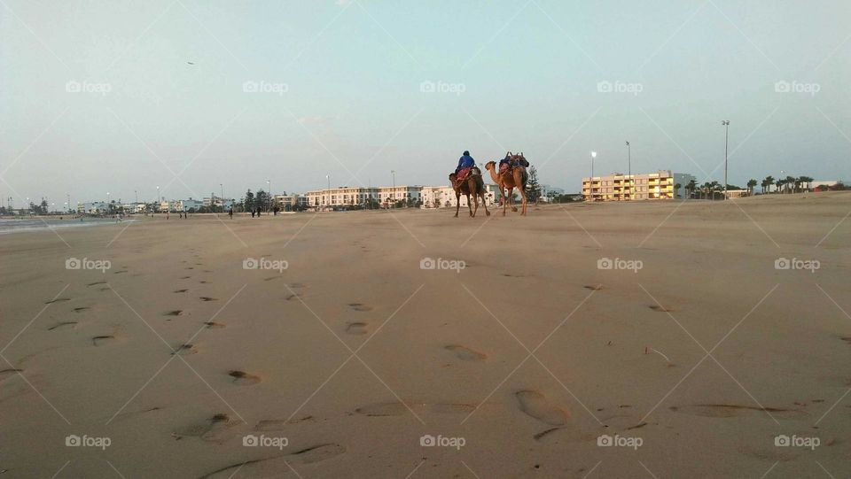 Beautiful trip on camelbak at essaouira city in Morocco