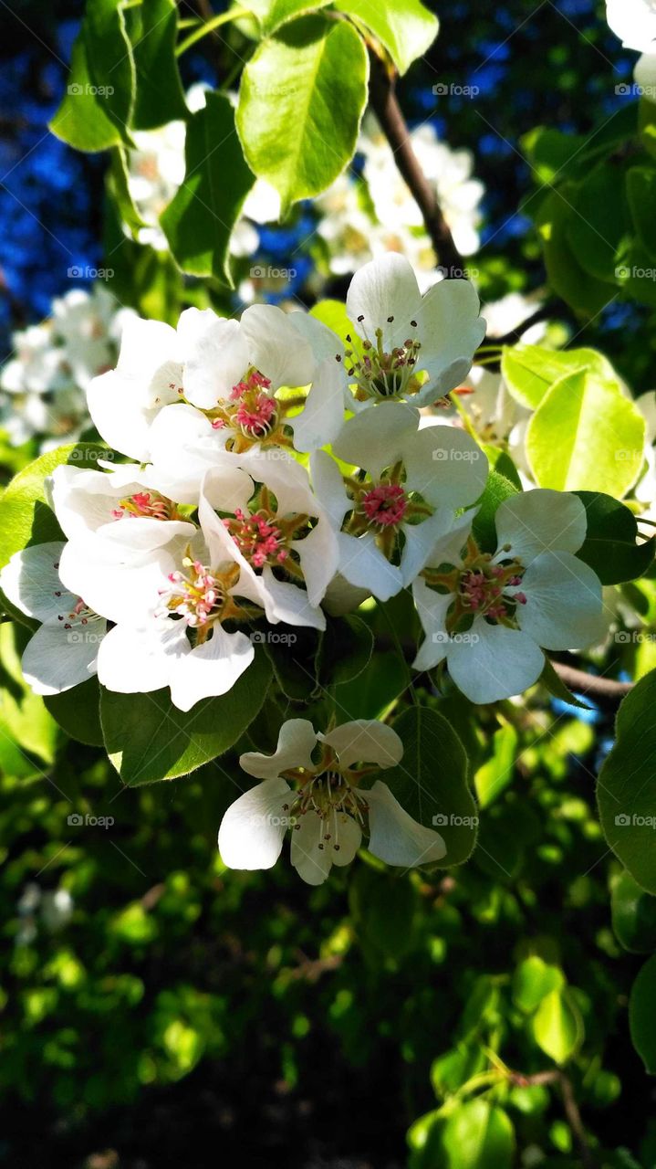 Flower, Nature, Leaf, Tree, Apple