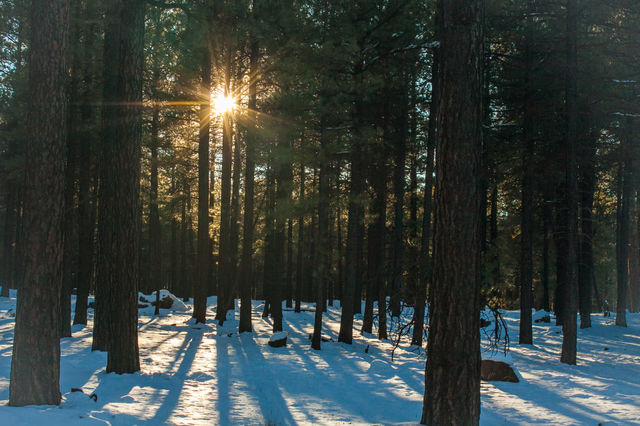 Sun setting seen through trees