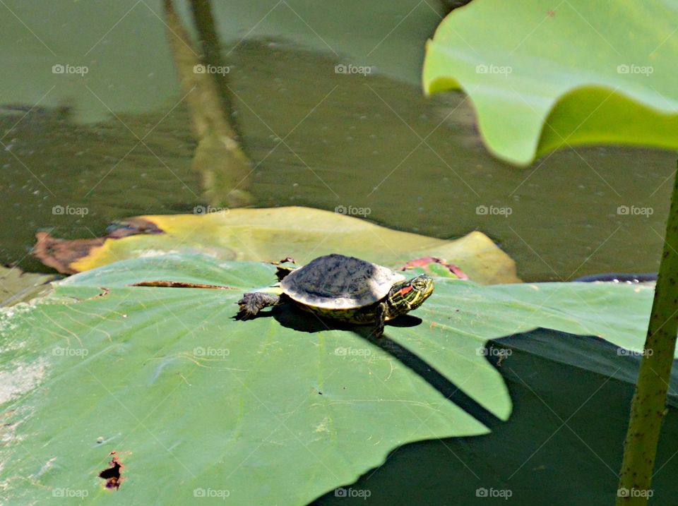 turtle on a large lily pad, pond nature wildlife
