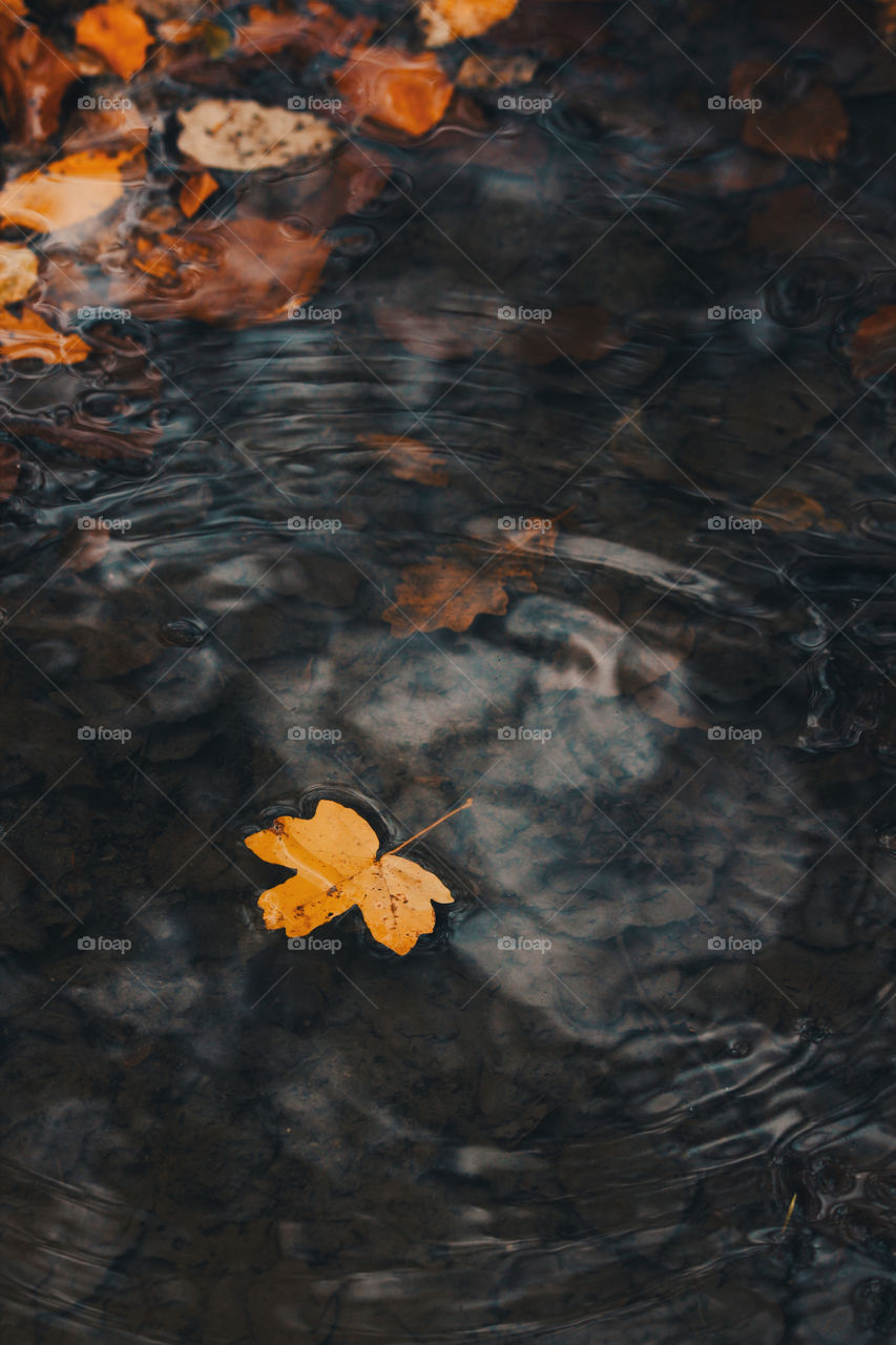 Leaf fall on water 