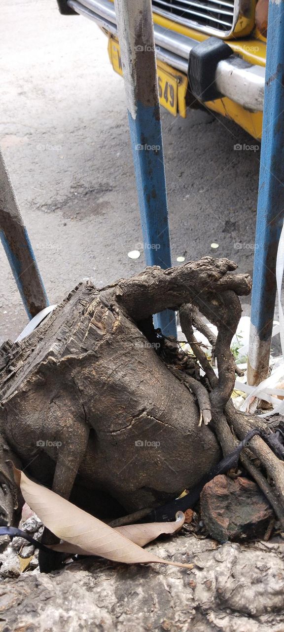It is natural-sculpture. The tree turned into elephant.