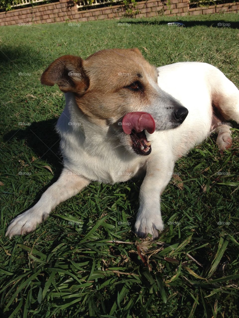 Yawning Puppy Dog