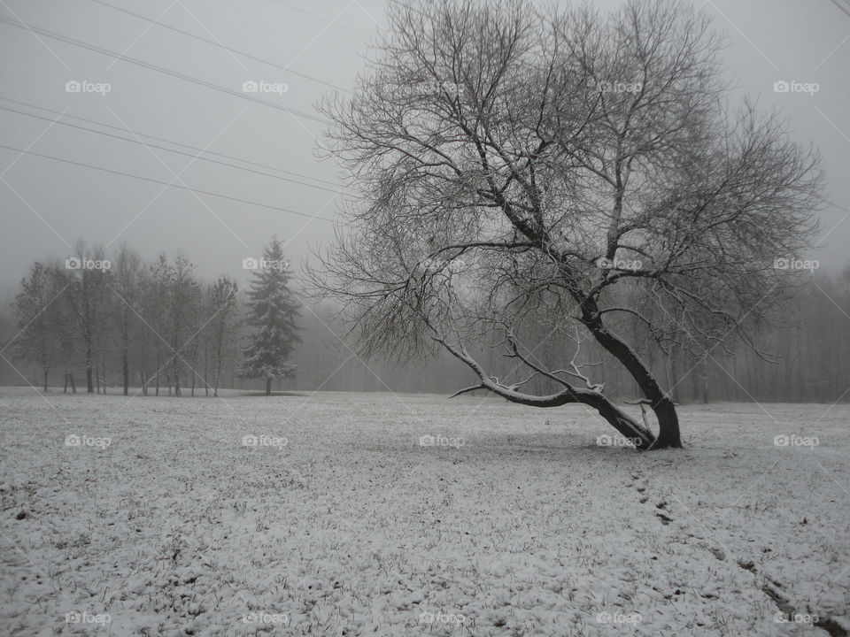 Tree, Landscape, Winter, Snow, Weather
