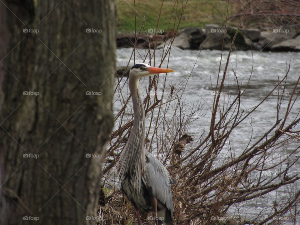 Crane at Glen Falls in Williamsville