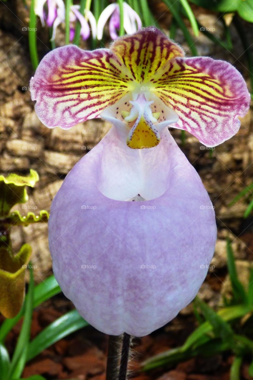 Paphiopedilum micranthum