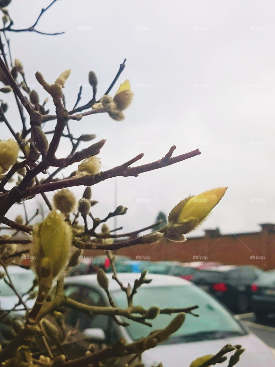 First spring buds