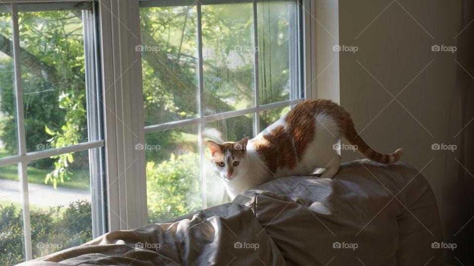 Cat portrait 