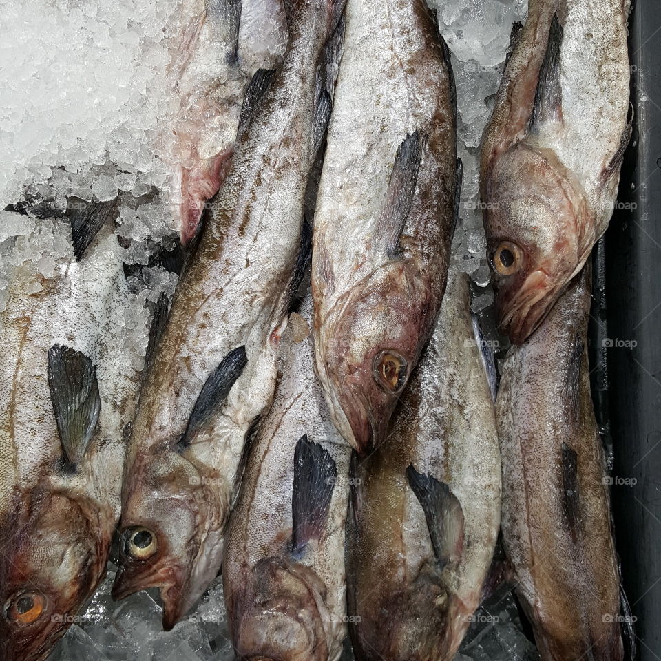fresh wild Pollack fish on ice - retail display