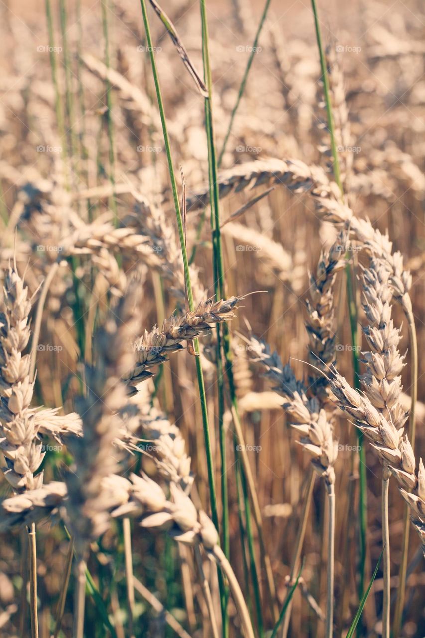 Wheat, a species of Wheats (Triticum)