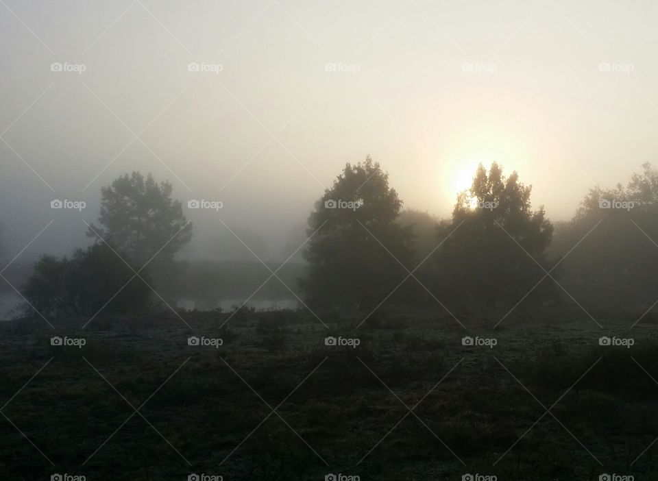 Fog at Dawn