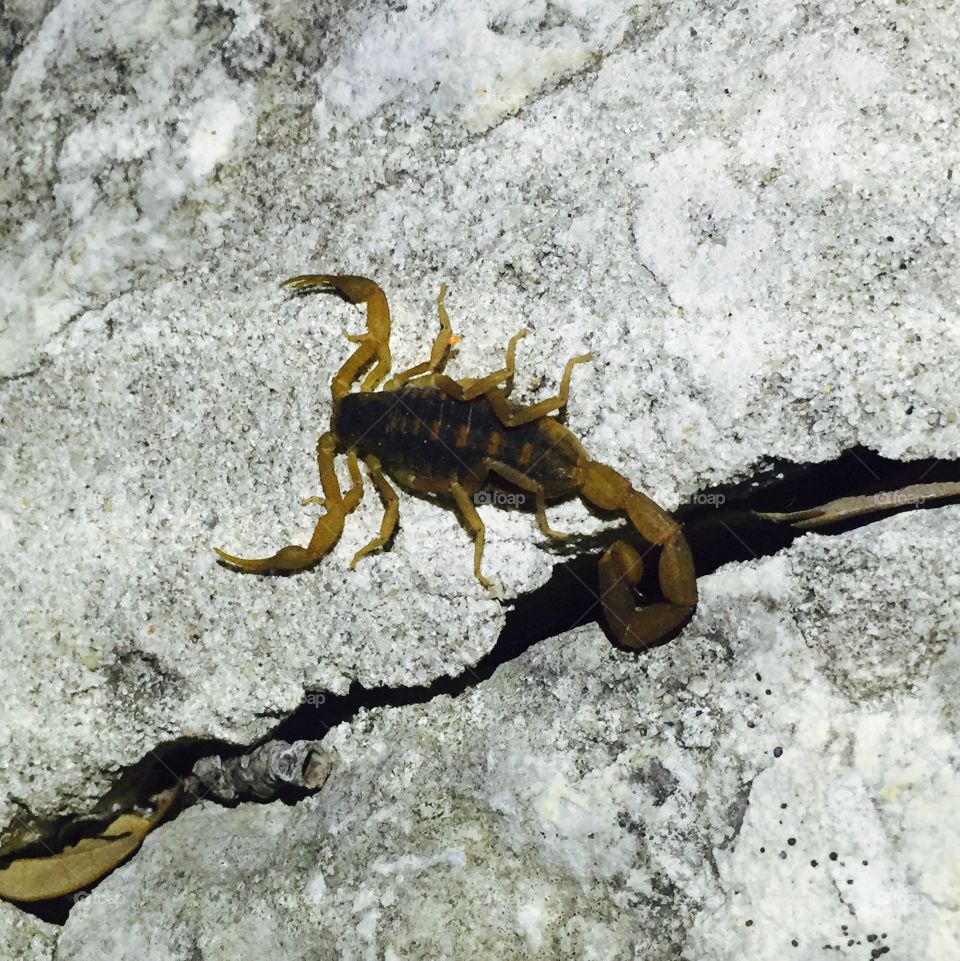 Small scorpion