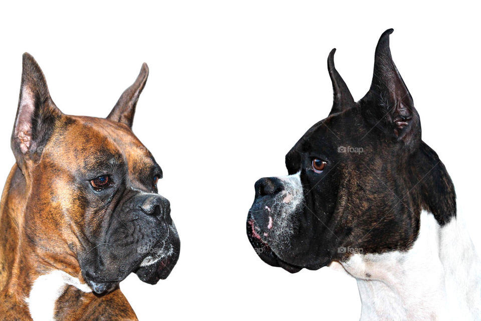 BOXER DOGS