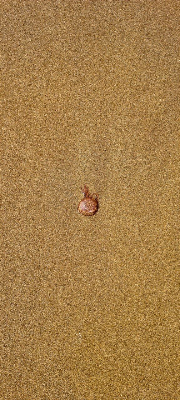 Jellyfish