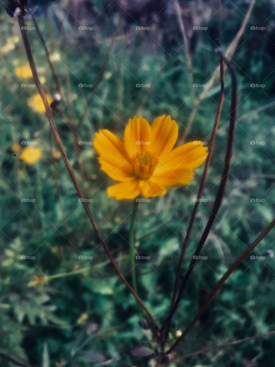 Yellow flower with beautiful background 