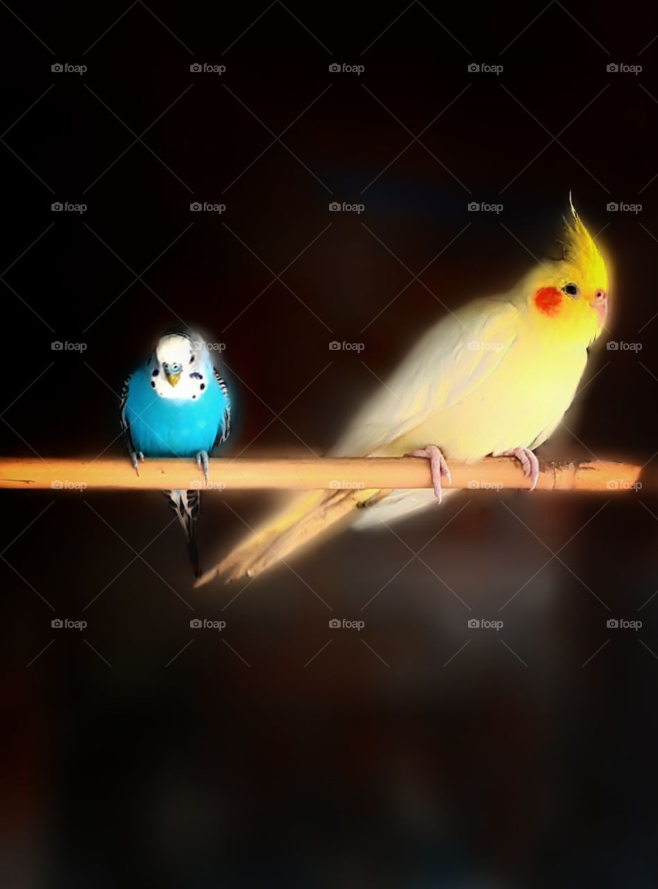 birds