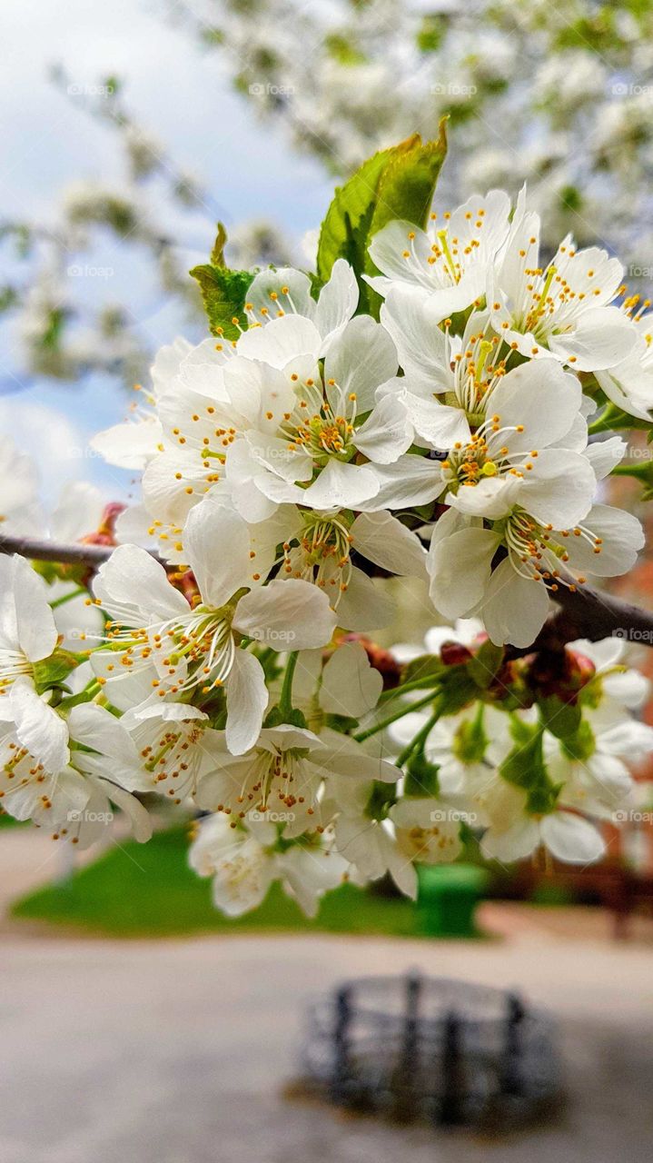 Flowertree