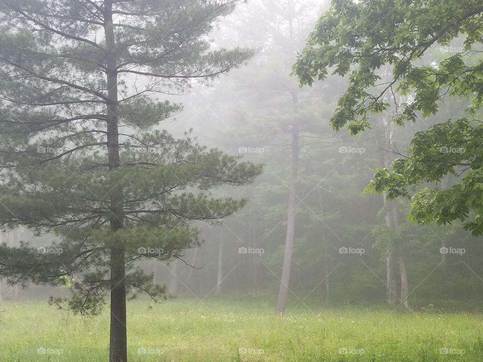 Foggy Morning in the Woods