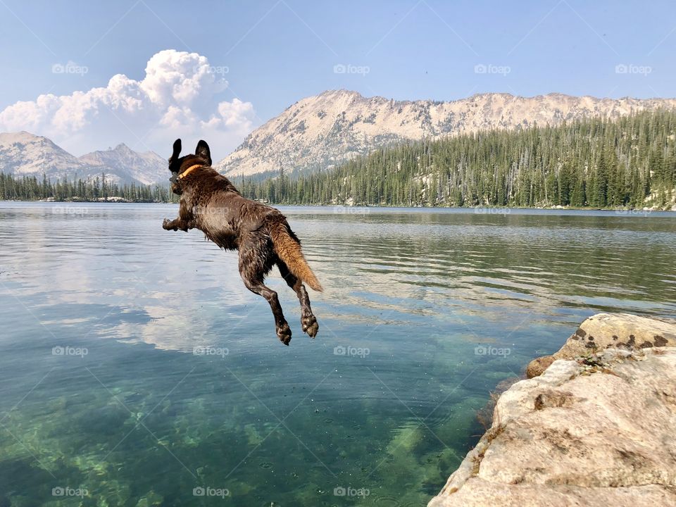 Chocolate lab jumping into clear Idaho mountain lake with forest fire cloud billowing in the background. 