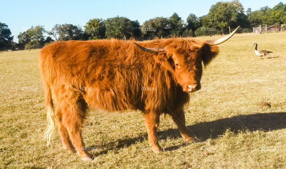 Go Horns. A big shaggy Texas longhorn.