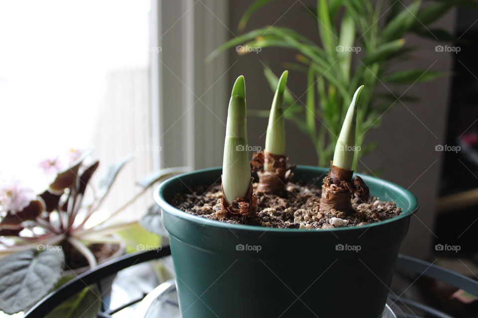 Close-up of potted plant